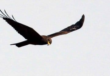 10 Jahre Nationalpark Eifel – Der Nationalpark als Lebensraum