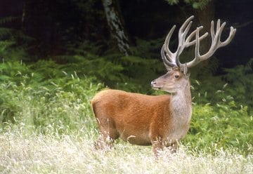 A range of biotopes provide safe havens for plants and animals