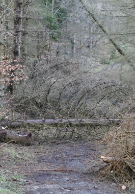Abgestorbene Fichten blockieren hier den Weg.