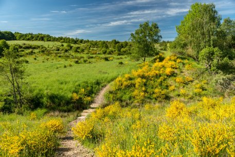 Afhankelijk van de voedingsstoffenrijkdom en watervoorziening van de bodem en de manier waarop ze worden gebruikt, kunnen verschillende soorten grasland worden onderscheiden.
