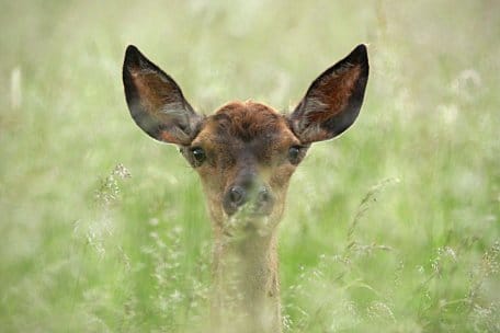 Aktuell ist in der Kinderstube des Waldes einiges los! Wer ein Kitz oder - wie auf diesem Foto zu sehen - ein Kalb findet, sollte Abstand halten und das Tier keinesfalls berühren. 