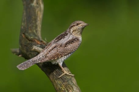 Als Höhlenbrüter ist der Wendehals auf natürliche Baumhöhlen, Nistkästen oder andere Höhlenangebote angewiesen.