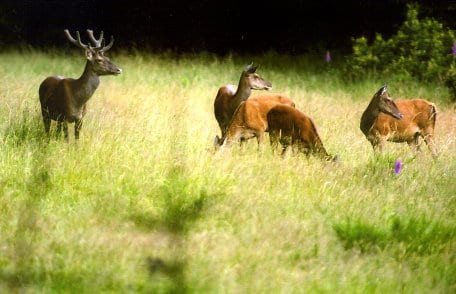 Am Freitag, dem 18. Januar, veranstaltet das Nationalparkforstamt Eifel einen Info-Abend zum Thema „Tagvertrautes Rotwild&quot;. Quelle: J. Bey