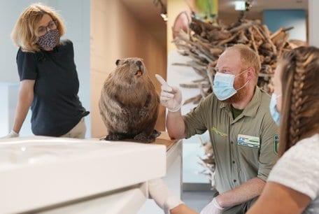 Am kommenden Wochenende dreht sich in den „Wildnis(t)räumen“ im Nationalpark-Zentrum alles um den Biber. Die Ranger wissen allerhand über den scheuen Landschaftsgestalter zu berichten. 