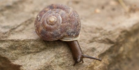 An regnerischen Tagen kann man zahlreiche Exemplare des Steinpickers auf dem nassen Felsgestein beobachten.