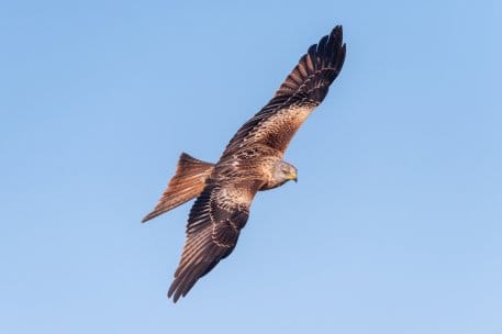 An seiner markanten Silhouette ist der Rotmilan gut zu erkennen – die Gabelung der Schwanzfedern hat ihm auch den Namen „Gabelweihe“ eingebracht.