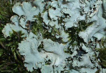 Arten-Neufund im Nationalpark Eifel