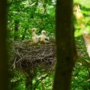 Auch besonders störungsempfindliche und seltene Arten finden im Nationalpark Eifel eine Heimat: Im vergangenen Jahr zogen zwei Schwarzstorch-Paare jeweils drei Jungvögel groß. Forschende entdeckten 2025 weitere Horste.