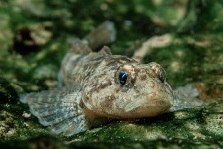 Auch die Groppe profitiert davon, wenn Gewässer durchgängig sind. Foto: T. Dietsche