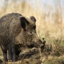 Auch um das Risiko einer Ausbreitung der für Wild- und Hausschweine tödlichen Afrikanischen Schweinepest zu mindern, sollen die Wildschweinbestände klein gehalten werden.