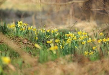 Auf Abstand zur diesjährigen Narzissenblüte