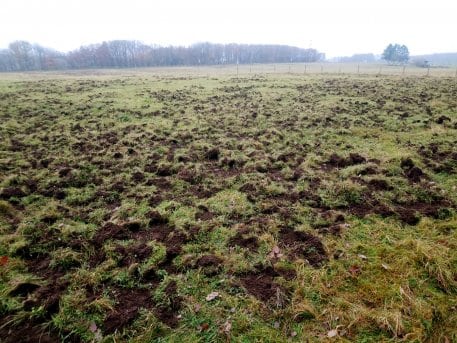 Auf der Suche nach Nahrung machen Wildschweine sowohl Landwirten als auch privaten Gartenbesitzern zu schaffen. 