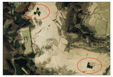 Ausbreiten der Fichte durch Naturverjüngung stoppen