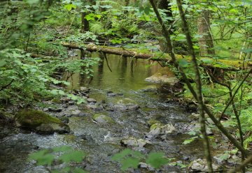 Bäche sind Lebensadern der Landschaft