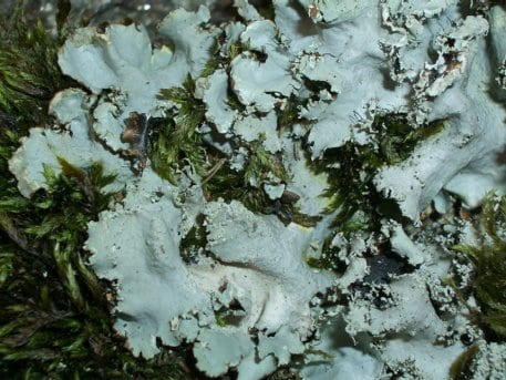 Bei dem Fund der Blattflechte Parmotrema crinitum handelt es sich um das dritte bekannte Vorkommen in Deutschland. Quelle: D. Killmann