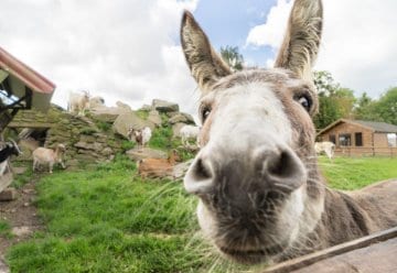 Beim zertifizierten Betrieb sind Sie in den besten Händen