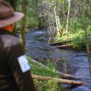 Bereits im Sommer wurden Stämme von Erle und Esche im Bachbett eingebracht und fixiert. Sie dienen als „Strömungslenker“ und fördern die natürliche Entwicklung des Bachs.