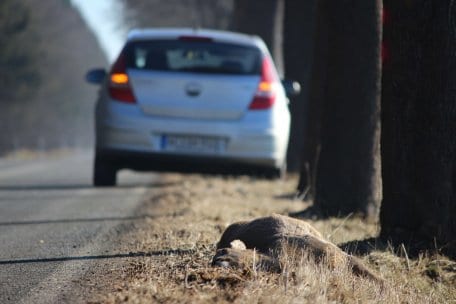 Besonders im Wald kommt es zu Unfällen mit Wild-Tieren.