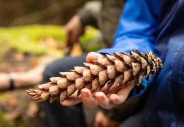 (Bewerbungsfrist abgelaufen) Stellvertretende Leitung des Jugendwaldheims Urft (Natur-Erlebnis-Treff, NEsT) (m/w/d)