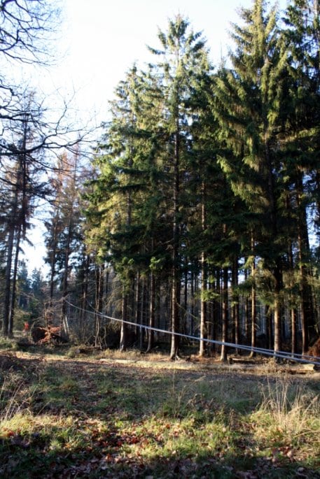 Bild 1: Alte und brüchige Bäume entlang öffentlicher Straßen im Nationalpark müssen zur Sicherheit der Verkehrsteilnehmer gefällt werden - hier mit an einem Forstschlepper befestigtem Stahlseil. Foto: Nationalparkverwaltung