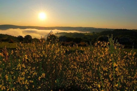 Bild 1: Beim Ginsterblütenfest können sich Gäste einer Frühwanderung anschließen. Foto: R. Schieren