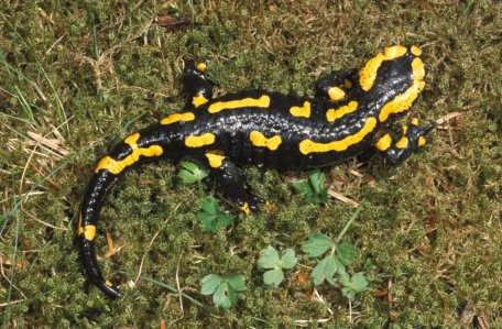 Bild 1: Der Feuersalamander Salamandra salamandra. Foto: Dietrich Sommerfeld.