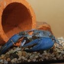 Bild 1: Der Schutz der heimischen Edel- und Steinkrebse ist Thema der internationalen Flusskrebstagung im Nationalpark Eifel