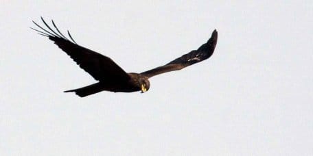 Bild 1: Der in NRW als Brutvogel seltene Schwarzmilan brütet mit mehreren Paaren im Nationalpark Eifel. (Foto: Dr. A. Pardey)