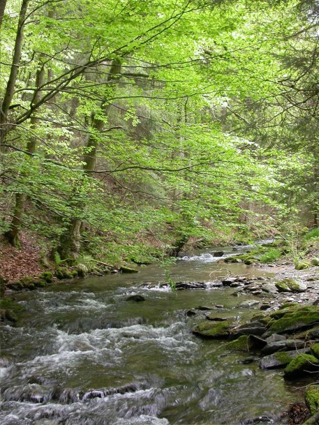 Bild 1: Die Wald- und Wasserlebensräume in den Natura 2000-Gebieten des Nationalparks Eifel sollen sich zu naturnahen Wildnislebensräumen entwickeln können. Foto: Biologische Station StädteRegion Aachen