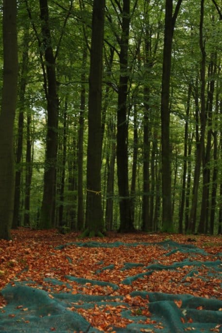 Bild 1: Etwa 800 Netze mit einer Größe von 25 bis 40 Quadratmetern fangen unzählige Bucheckern in den Nationalparkbezirken Dedenborn und Wahlerscheid auf. Foto: Nationalparkverwaltung