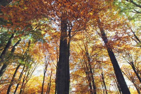 Bild 1: Heimische Buchen- und Laubmischwälder sind das wichtigste Schutzziel im Nationalpark Eifel.