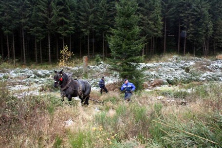 Bild 1: Im Rahmen des LIFE+ Projektes im Nationalpark Eifel ist auch der Einsatz von Rückepferden gefragt.