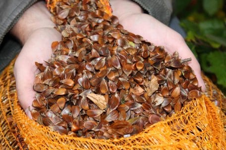 Bild 1: Insgesamt konnten 1.000 Kilo Bucheckern gesammelt werden. Für den Nationalpark sind sie wertvolles Gengut zur Aufzucht heimischer Buchen.