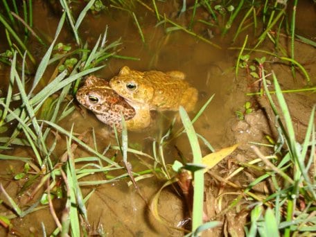 Bild 1: Ohne menschliche Unterstützung verliert die Kreuzkröte auf der Dreiborner Hochfläche immer mehr Lebensräume. Foto: T. Hahn