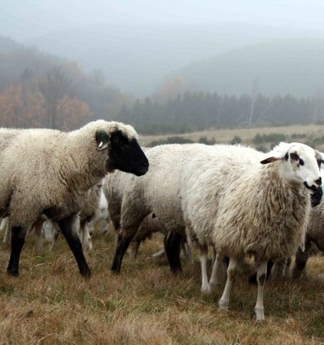 Bild 1: Seit fast 40 Jahren führt Peter Hilberath jedes Frühjahr seine Schafe – manchmal mit bis zu 800 Tieren - auf die Grünlandflächen der Dreiborner Hochfläche. Für den Nationalpark und seine Besucher halten die Tiere die Flächen frei von Bewuchs.