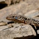 Bild 2: Auch die Mauereidechse und die Schlingnatter genießen den strengen Schutz der Europäischen Union.