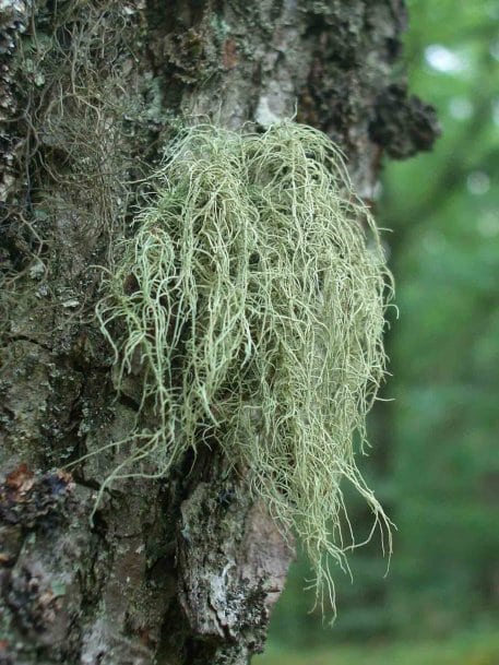 Bild 2: Bartflechten finden sich an alten Baumstämmen im Nationalpark.