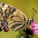 Bild 2: Der Schwalbenschwanz ist ein besonders attraktives Beispiel der im Nationalparkplan beschriebenen zahlreichen Charakterarten des Nationalparks Eifel (Foto: Nationalparkverwaltung Eifel/Andreas Pardey)