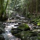 Bild 2: Die Mittelgebirgsbäche im Nationalpark Eifel sollen in Zukunft von der Quelle bis zur Mündung frei von Wanderbarrieren für im Wasser lebende Tiere sein.