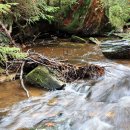 Bild 2: Dieser Mittelgebirgsbach im Nationalpark Eifel ist reich an Totholz und bietet gute Versteckmöglichkeiten.
