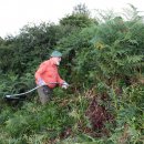 Bild 2: Ein Teilnehmer beim Sensen von Adlerfarn im Mühlenbachtal auf der Dreiborner Hochfläche