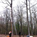 Bild 2: Mit dem Anbringen der Anflug-Fallen wollen die Forscher die Welt der Fluginsekten in den Baumkronen untersuchen. Foto: Nationalparkverwaltung