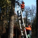 Bild 2: Ranger der Verkehrssicherung befestigen ein Stahlseil in etwa vier Meter Höhe um den Stamm der zu fällenden Fichte. Foto: Nationalparkverwaltung
