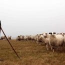 Bild 2: Schafhalter Peter Hilberath passt sich den hohen Anforderungen des Nationalparks an und stellt seinen Betreib auf ökologische Landbewirtschaftung nach EG-Vorgaben um.