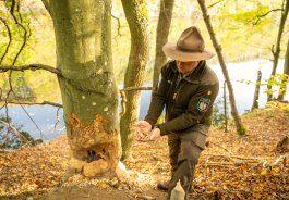 Bild 2_Biberspuren_ET-2022-022-Eifel Tourismus GmbH, Dominik Ketz.jpg