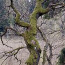 Bild 3: Alte Baumstämme mit Flechten- und Moosbesatz im Nationalpark Eifel.