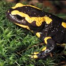 Bild 3: Am Beispiel des Lebens eines Feuersalamanders wird im Film verdeutlicht, warum für viele heimische Tiere naturnahe Wald- und Wasserlebensräume wichtig sind. Foto: Dietrich Sommerfeld