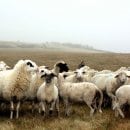 Bild 3: Das Bentheimer Landschaf (links) ist besser an rauhe Landschaften angepasst als das Merinoschaf (rechts) und das schwarzköpfige Fleischschaf (Bildmitte).