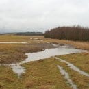 Bild 3: Die Kreuzkröte bevorzugt solche flachen, vegetationsfreien Gewässer. Foto: Dr. A. Pardey