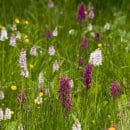 Bild 3: Geflecktes Knabenkraut und Breitblättriges Knabenkraut, zwei Orchideenarten in den vom Bergwaldprojekt gemähten Feuchtwiesen